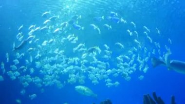 Sualtı akvaryum egzotik balık 