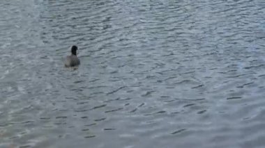 Ördek gölde yüzüyor.