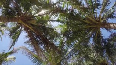 vahşi tropikal orman