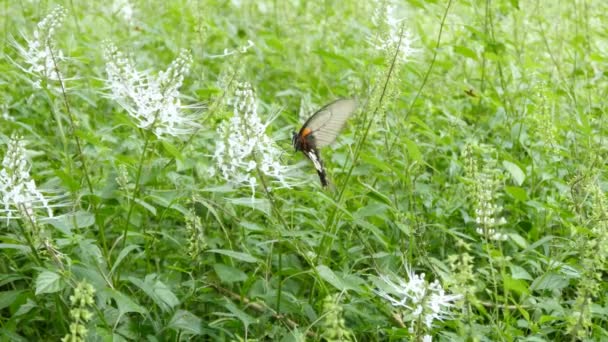 Schmetterling auf Blume sitzend — Stockvideo