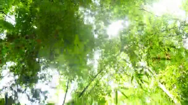 Hermosos árboles de la selva — Vídeos de Stock