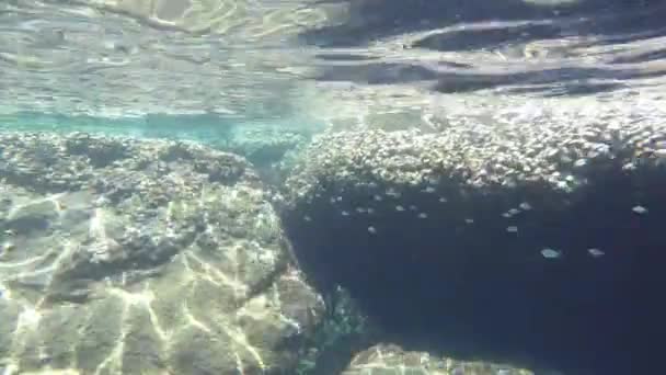 鱼在水下游泳 — 图库视频影像