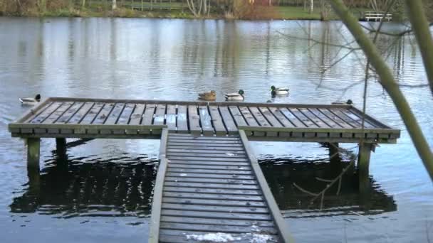 Vögel schwimmen in der Nähe der Anlegestelle — Stockvideo