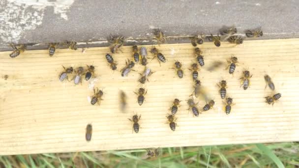 Abejas en la colmena haciendo miel — Vídeo de stock