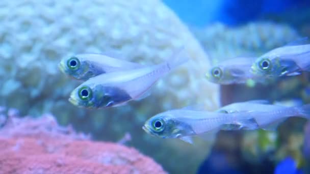 Poissons exotiques dans l'aquarium sous-marin — Video