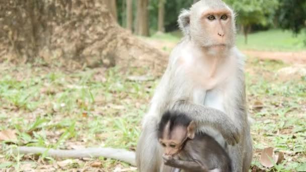 Macaco mãe e bebê — Vídeo de Stock