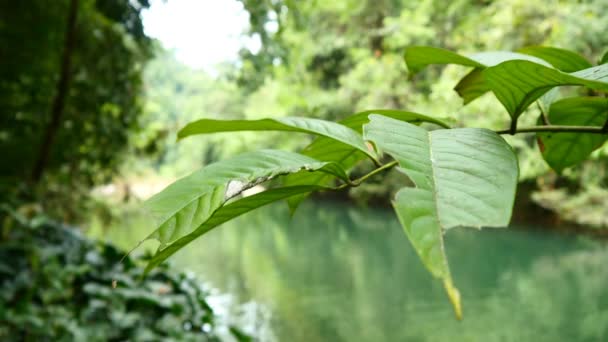 Řeka v zelené džungle — Stock video