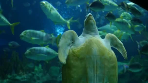 Exotische schildpad uit onderwater aquarium — Stockvideo