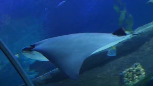 Экзотические манта-лучи в подводном аквариуме — стоковое видео