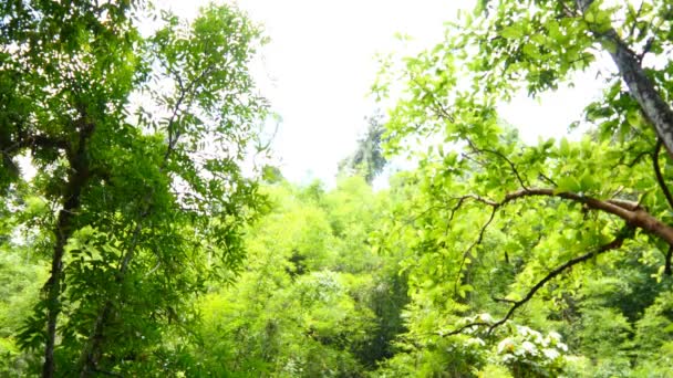 Schöne Dschungel-Bäume — Stockvideo