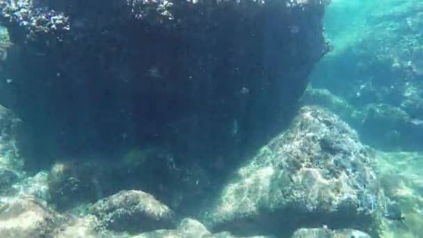 Ryby plavou pod vodou — Stock video