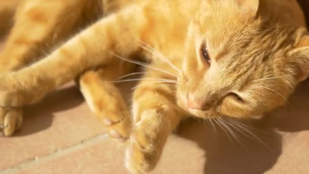 Leccare il gatto e pulirsi — Video Stock