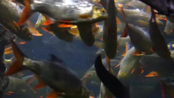 Exotische Fische im Unterwasseraquarium — Stockvideo