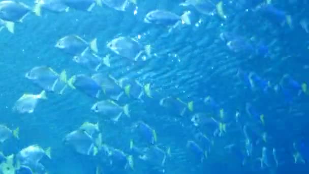 Exotische Fische im Unterwasseraquarium — Stockvideo