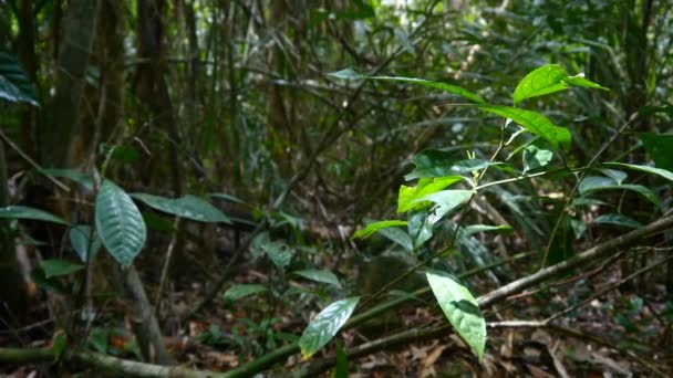 아름 다운 정글 나무 — 비디오