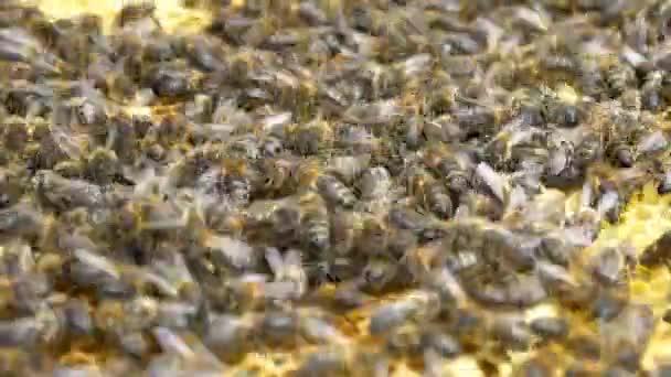 Abejas en la colmena haciendo miel — Vídeo de stock