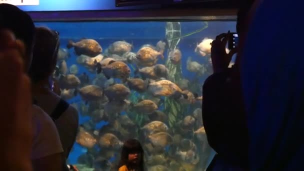 Touristen fotografieren Fische im Aquarium — Stockvideo