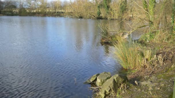 Lago calmo no parque — Vídeo de Stock