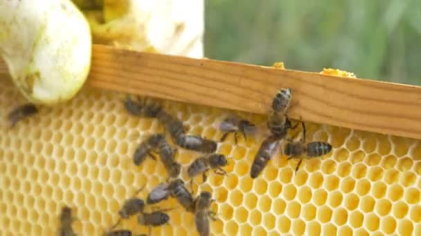 Abeilles sur ruche faire du miel — Video