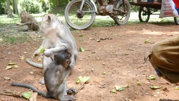 People feeding monkeys — Stock Video