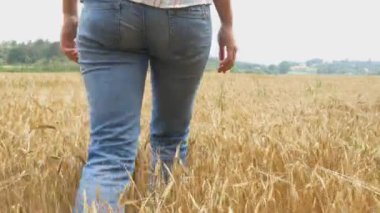  Buğday alanında yürüyen kadın