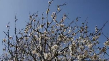 kiraz çiçeği ağacı