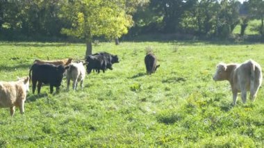 İnekler çayırlarda otluyor.