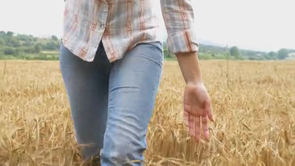 Mujer caminando en campo de trigo — Vídeo de stock