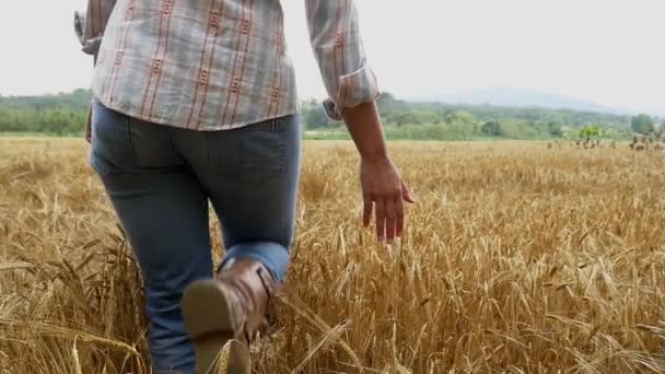 Женщина ходит по пшеничному полю — стоковое видео