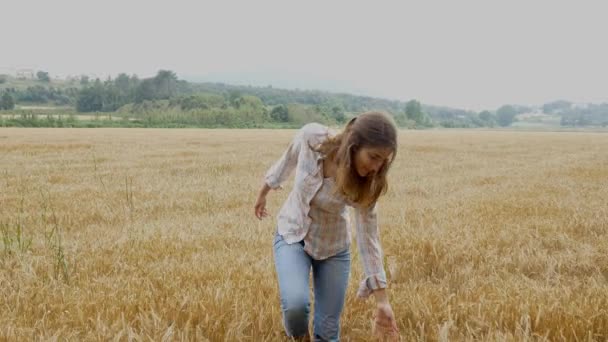 Mujer caminando en campo de trigo — Vídeo de stock