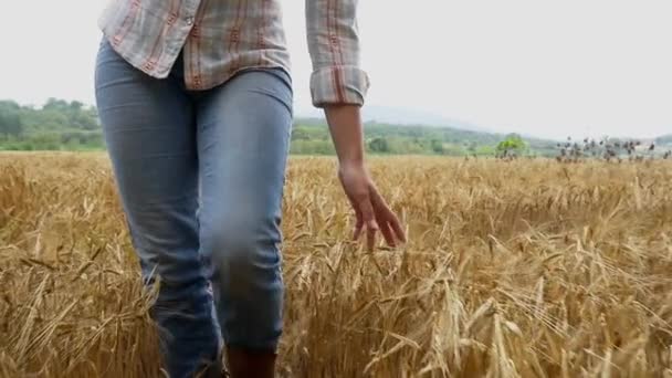 Mujer caminando en campo de trigo — Vídeo de stock