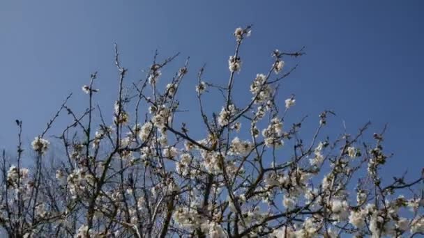 Árvore de flor de cereja — Vídeo de Stock