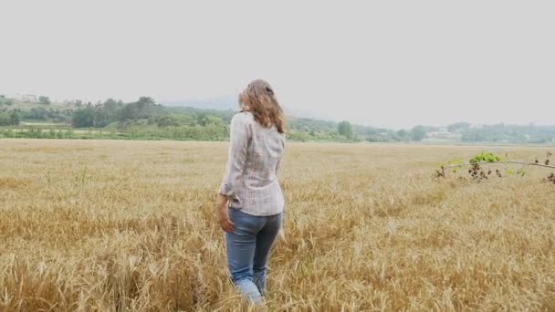 Mujer caminando en campo de trigo — Vídeos de Stock