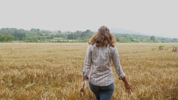 Жінка ходить по полю пшениці — стокове відео