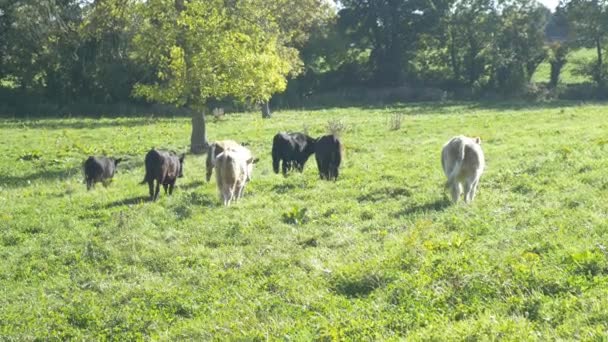 Cows grazing on pasture — Stock Video
