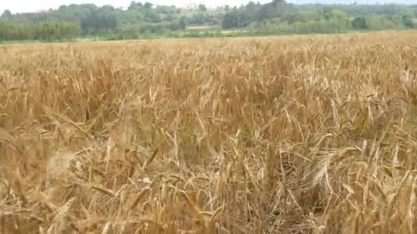 Pole pszenicy o jesieni — Wideo stockowe