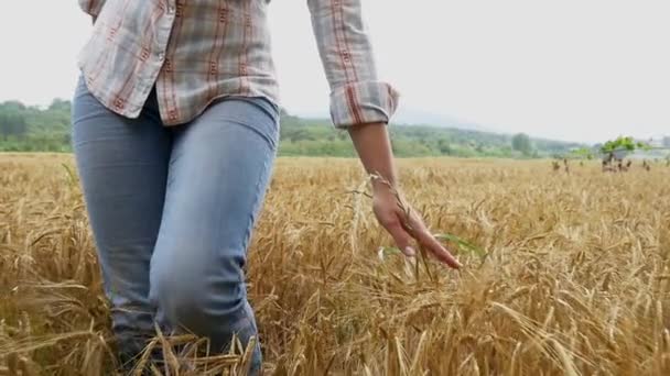 Mujer caminando en campo de trigo — Vídeos de Stock