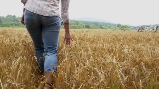 Жінка ходить по полю пшениці — стокове відео