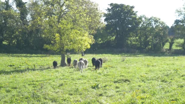Koeien grazen op grasland — Stockvideo