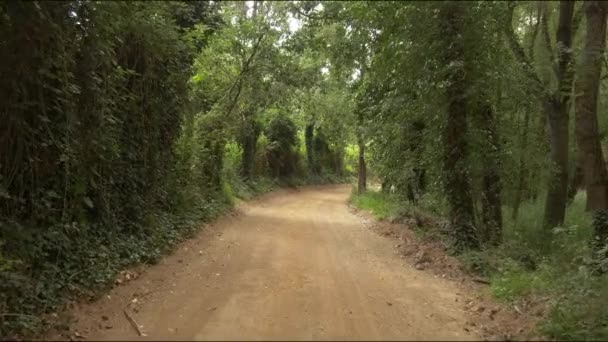 Bosque con carretera rural — Vídeos de Stock