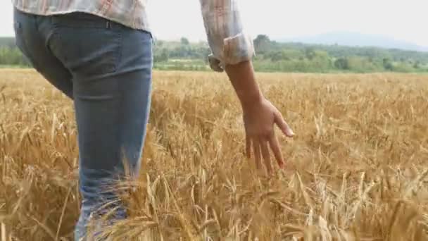 Mujer caminando en campo de trigo — Vídeos de Stock