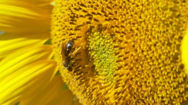 Çiçek açan ayçiçeği arıya — Stok video