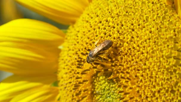 Včela na kvetoucí slunečnice — Stock video