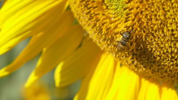 Bi på blommande solrosor — Stockvideo