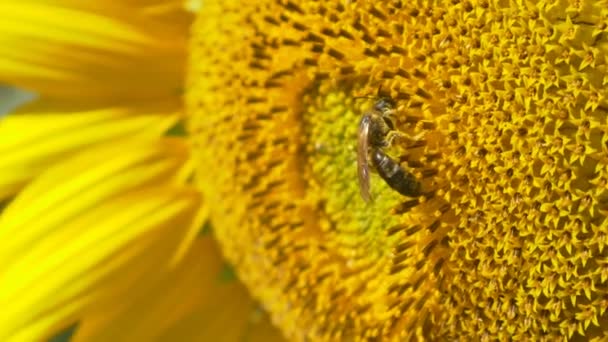 Пчела на цветущем подсолнухе — стоковое видео