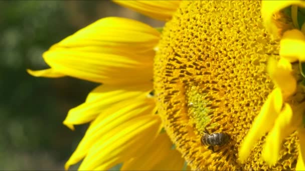 Bi på blommande solrosor — Stockvideo