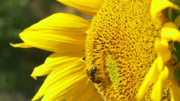 Včela na kvetoucí slunečnice — Stock video
