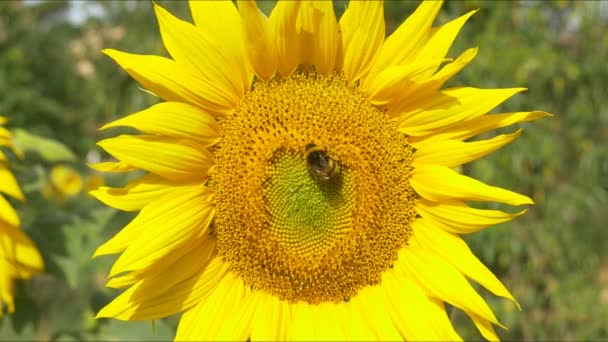 Bumblebee çiçek açan ayçiçeği üzerinde — Stok video