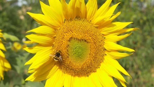 Bumblebee on blooming sunflower — Stock Video