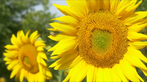 Tournesol dans le champ 